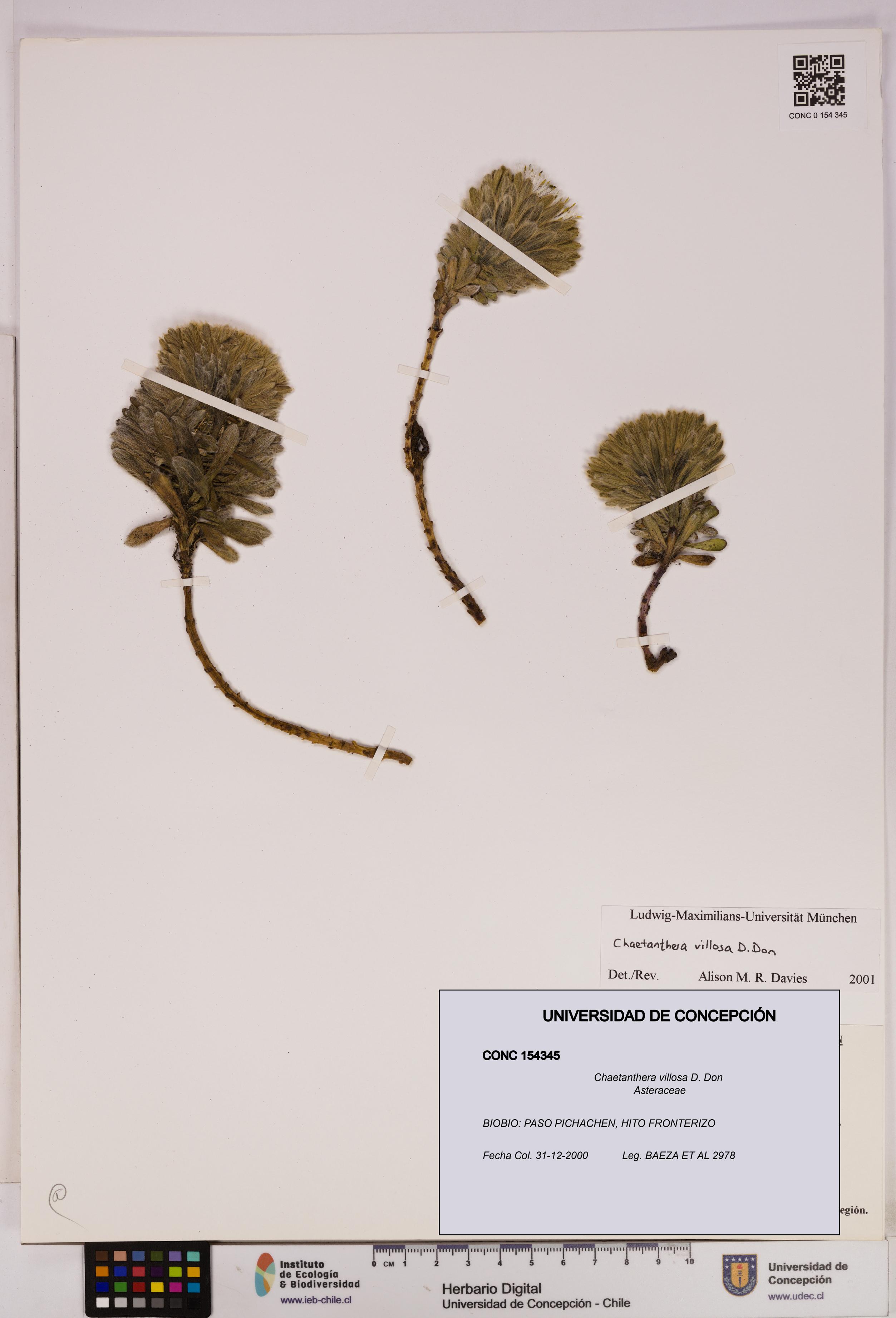 Chaetanthera villosa [Espécimen: UDEC:CONC:0154345]