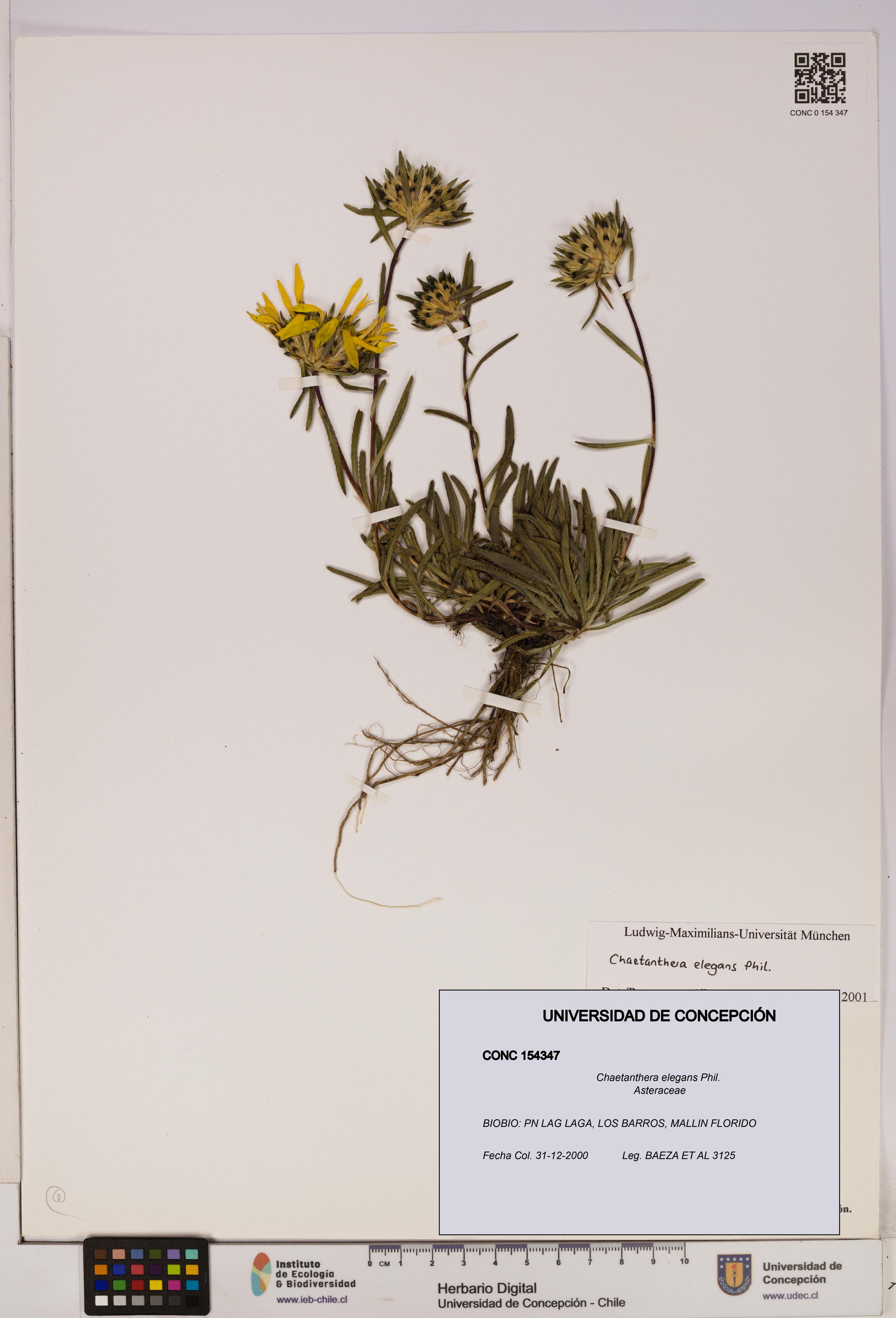 Chaetanthera elegans [Espécimen: UDEC:CONC:0154347]