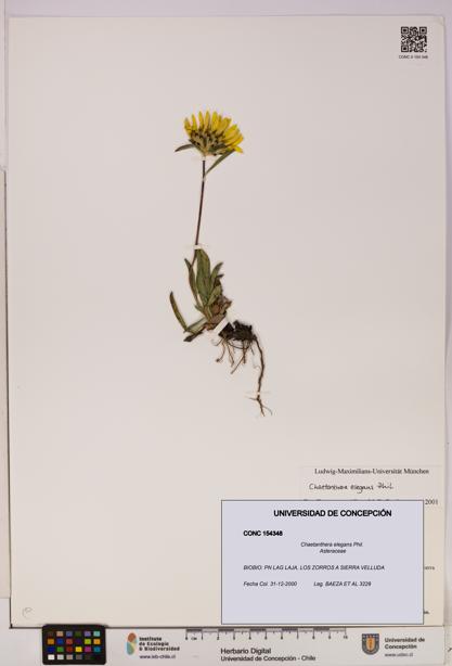 Chaetanthera elegans [Espécimen: UDEC:CONC:0154348]