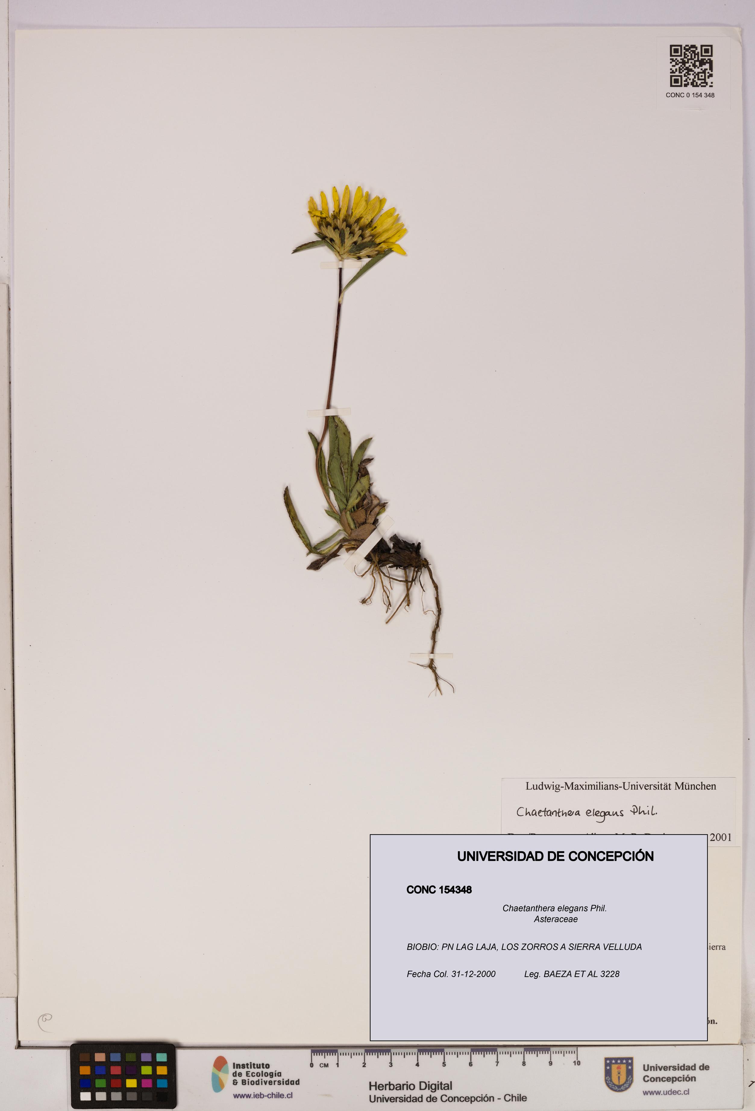Chaetanthera elegans [Espécimen: UDEC:CONC:0154348]