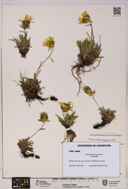 Chaetanthera elegans [Espécimen: UDEC:CONC:0154349]