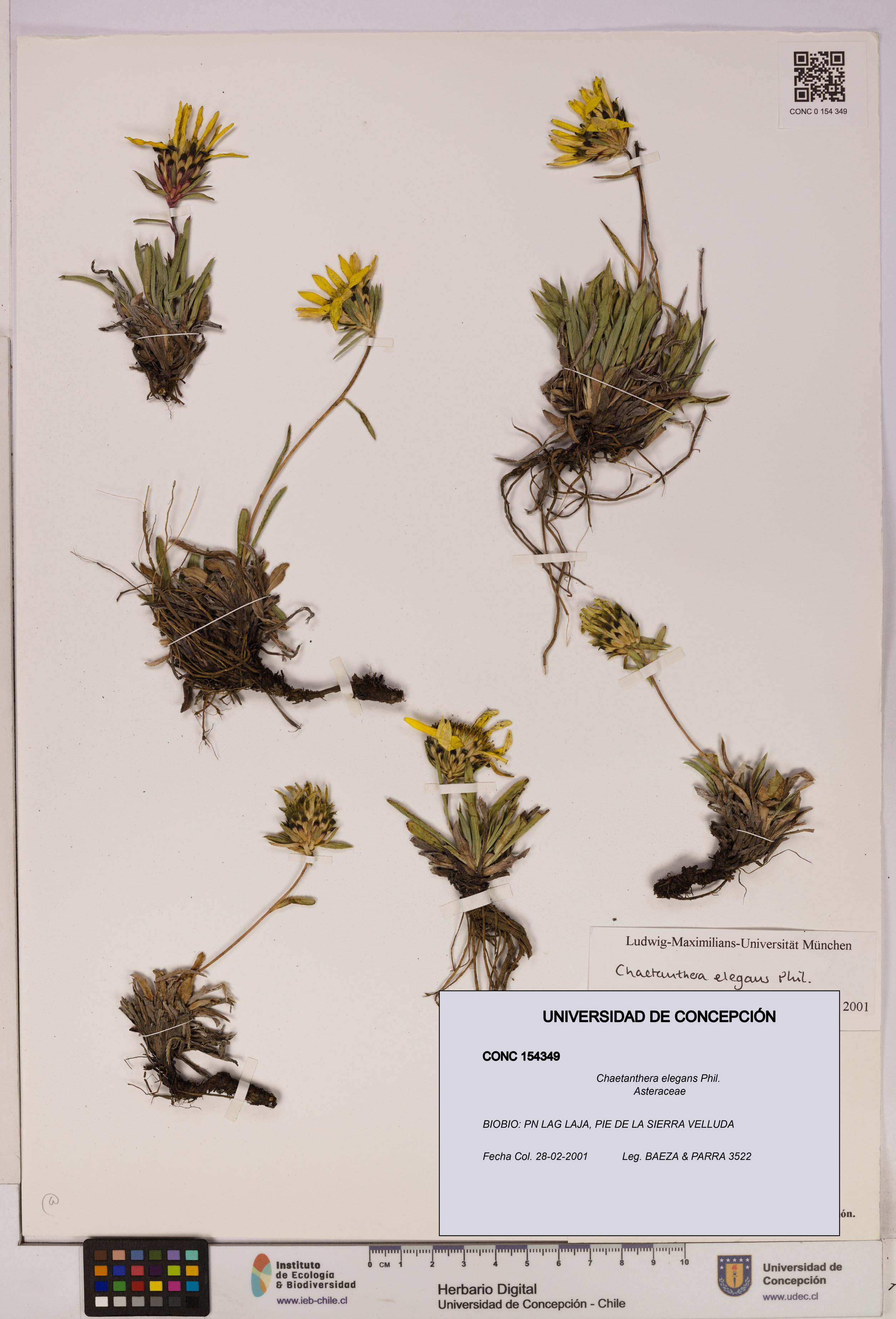 Chaetanthera elegans [Espécimen: UDEC:CONC:0154349]