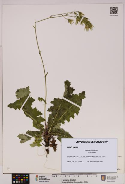 Perezia nutans [Espécimen: UDEC:CONC:0154350]