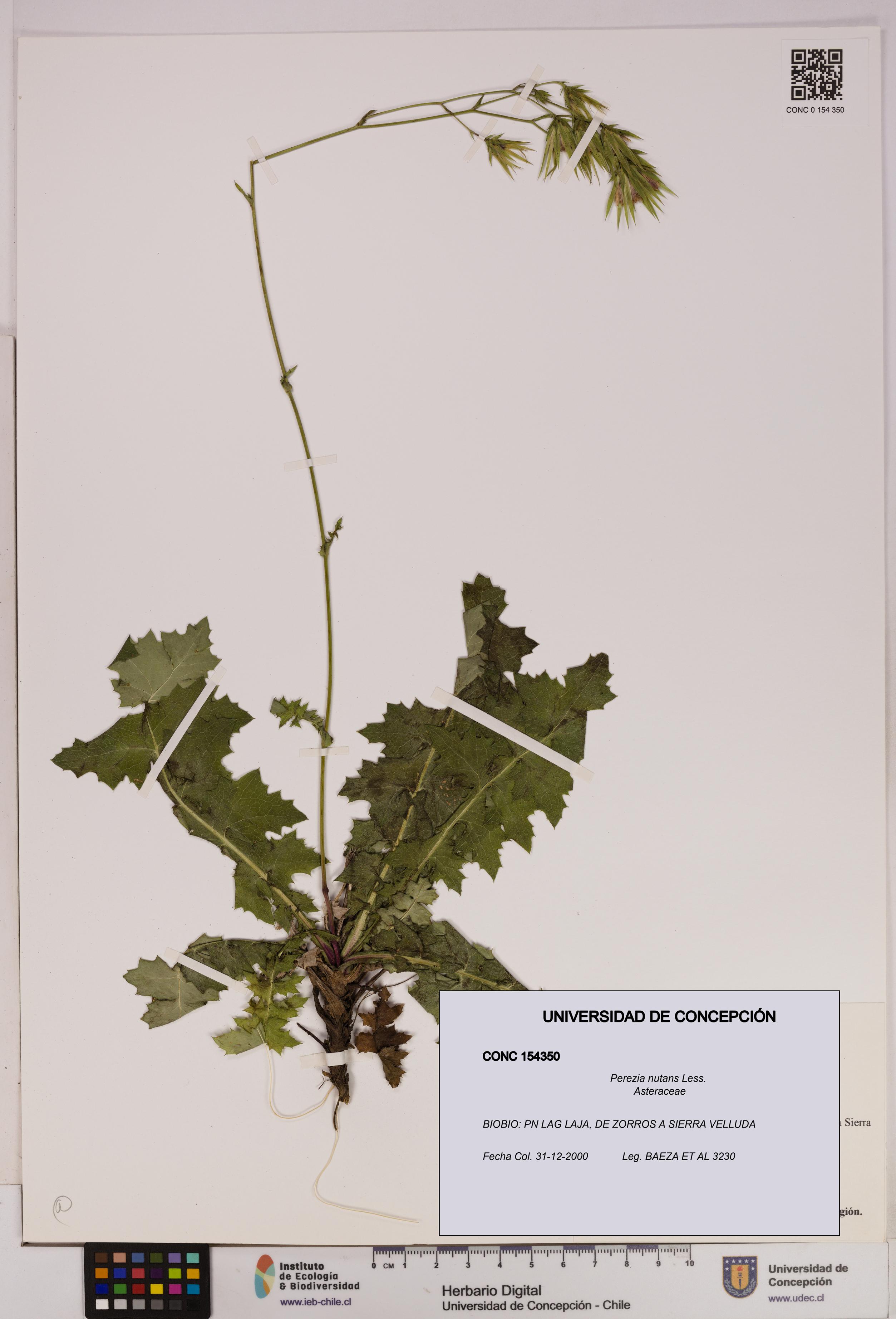 Perezia nutans [Espécimen: UDEC:CONC:0154350]