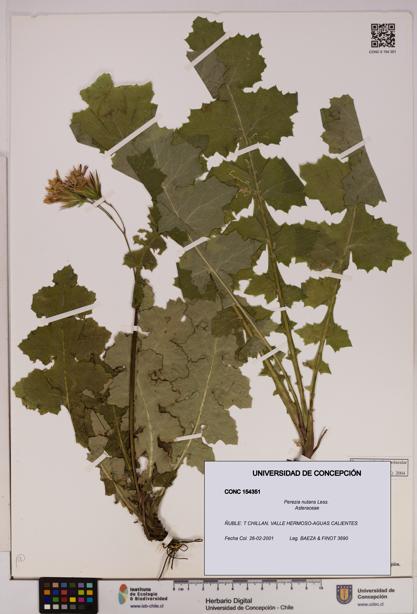 Perezia nutans [Espécimen: UDEC:CONC:0154351]