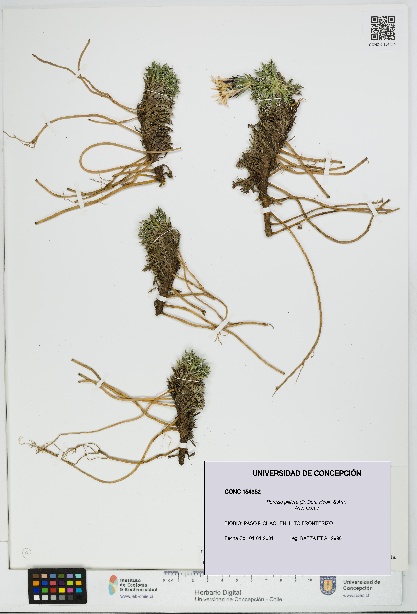 Perezia pilifera [Espécimen: UDEC:CONC:0154352]