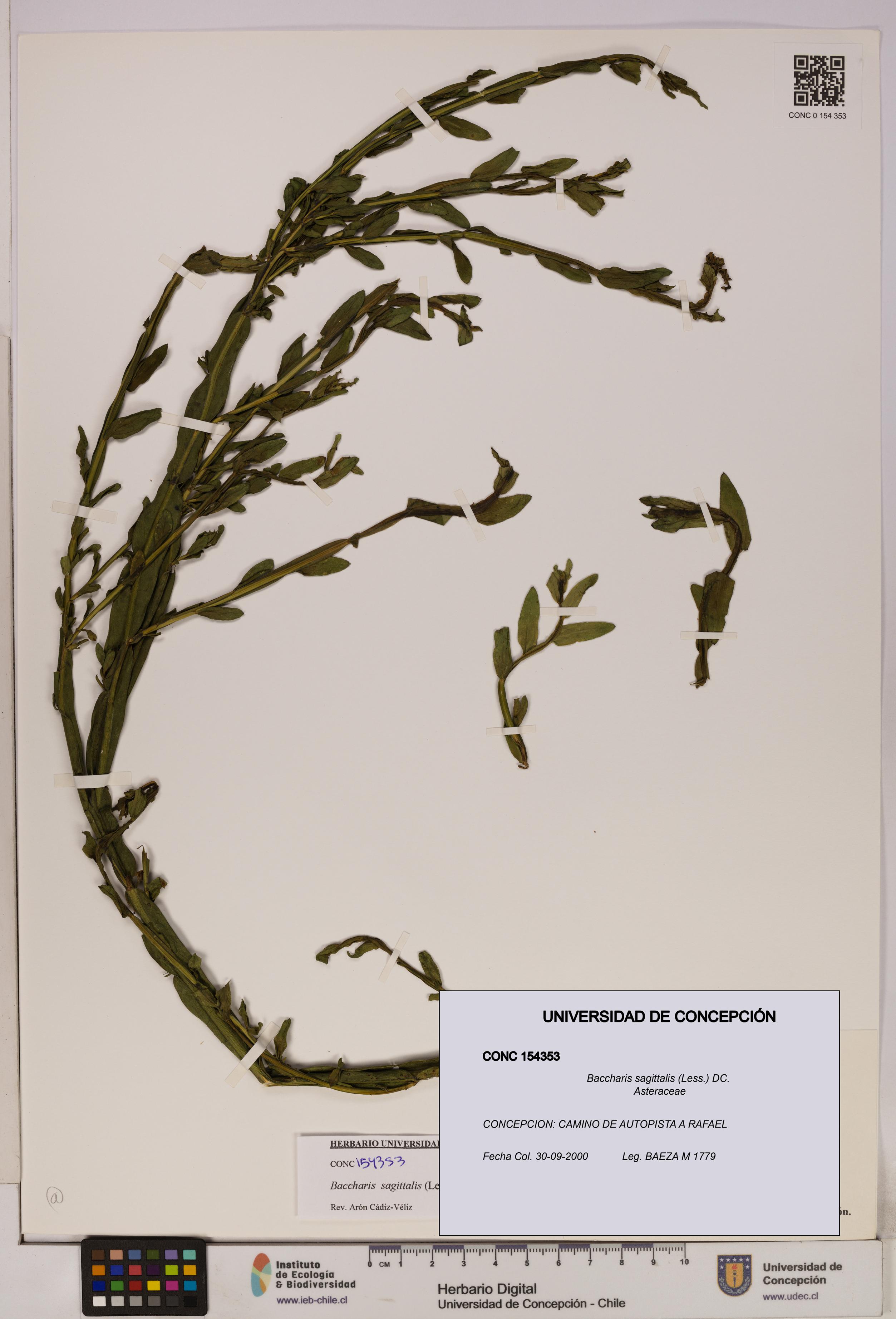 Baccharis sagittalis [Espécimen: UDEC:CONC:0154353]