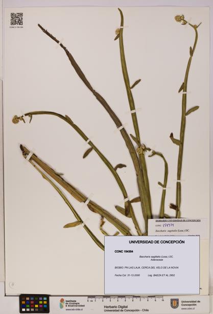 Baccharis sagittalis [Espécimen: UDEC:CONC:0154354]