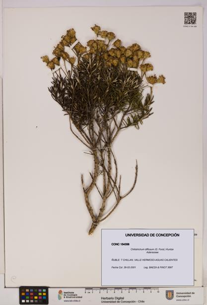 Chiliotrichum diffusum [Espécimen: UDEC:CONC:0154356]