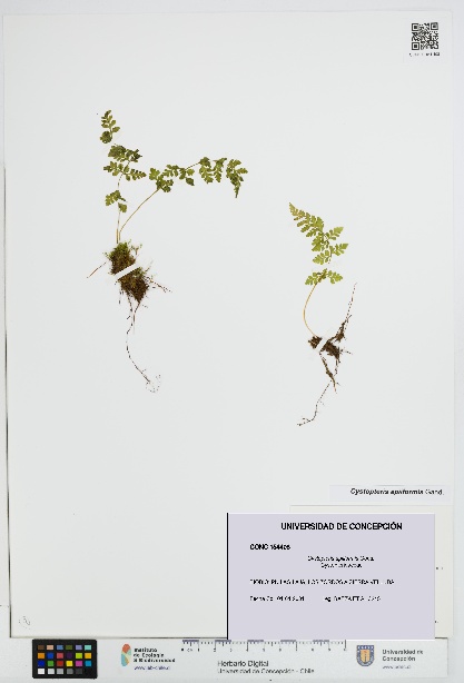 Cystopteris apiiformis [Espécimen: UDEC:CONC:0154408]