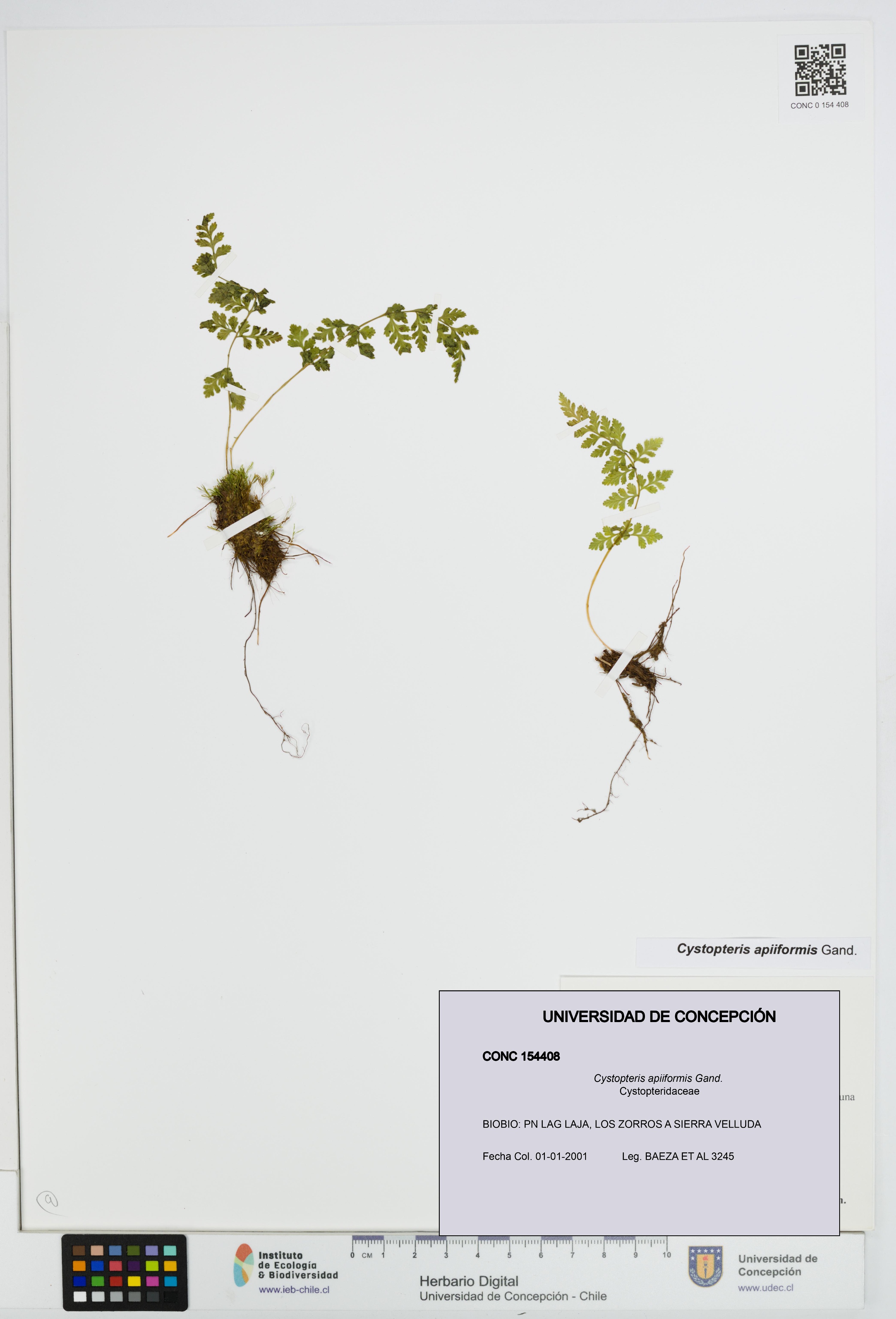Cystopteris apiiformis [Espécimen: UDEC:CONC:0154408]