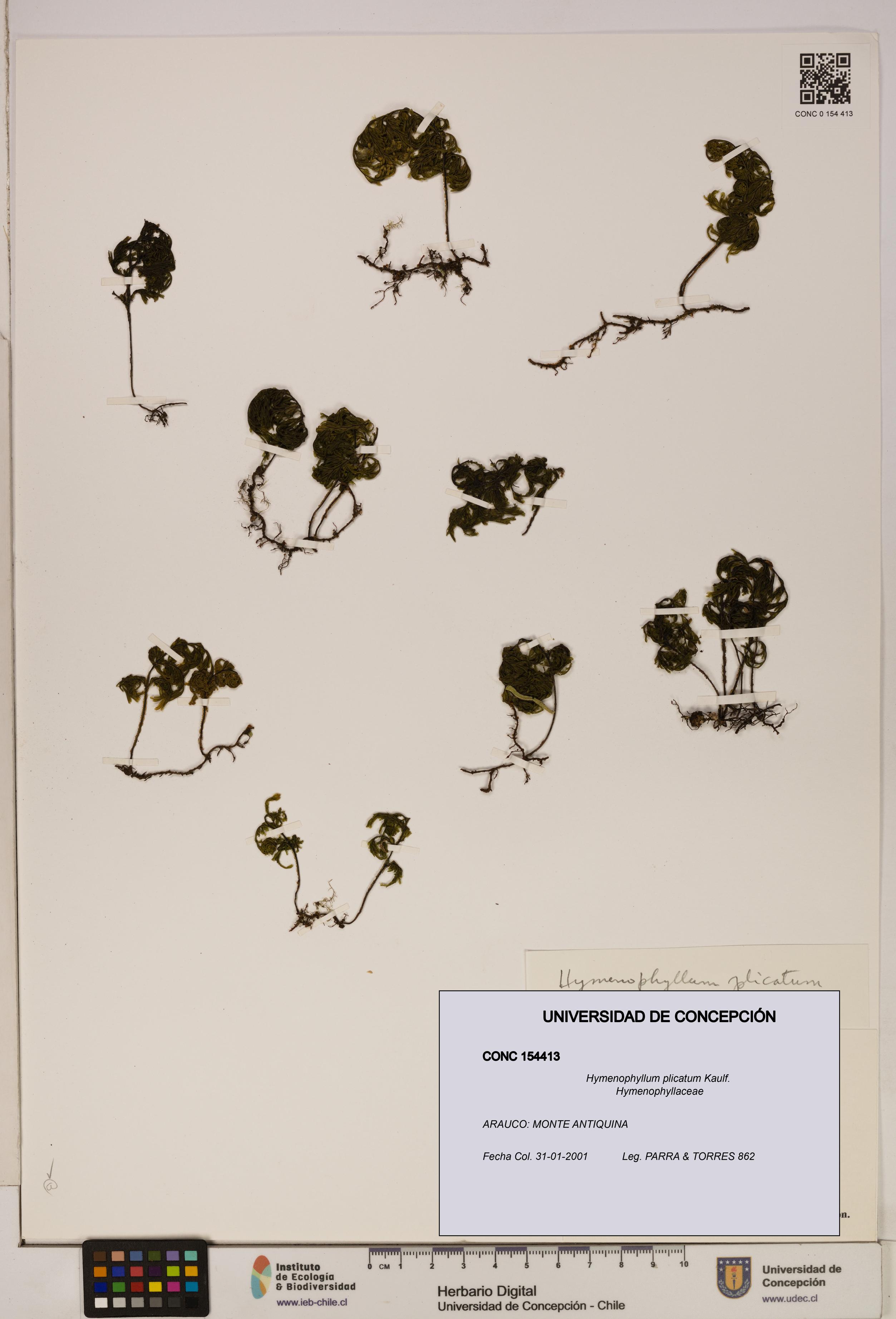 Hymenophyllum plicatum [Espécimen: ]