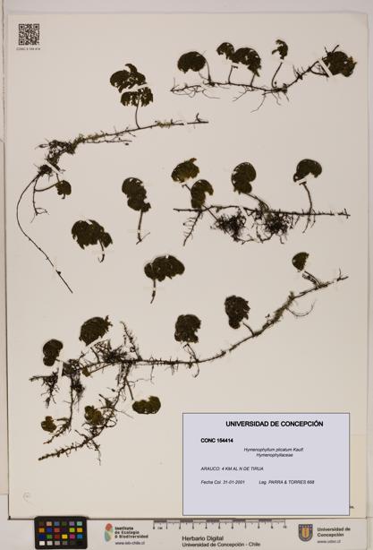 Hymenophyllum plicatum [Espécimen: ]