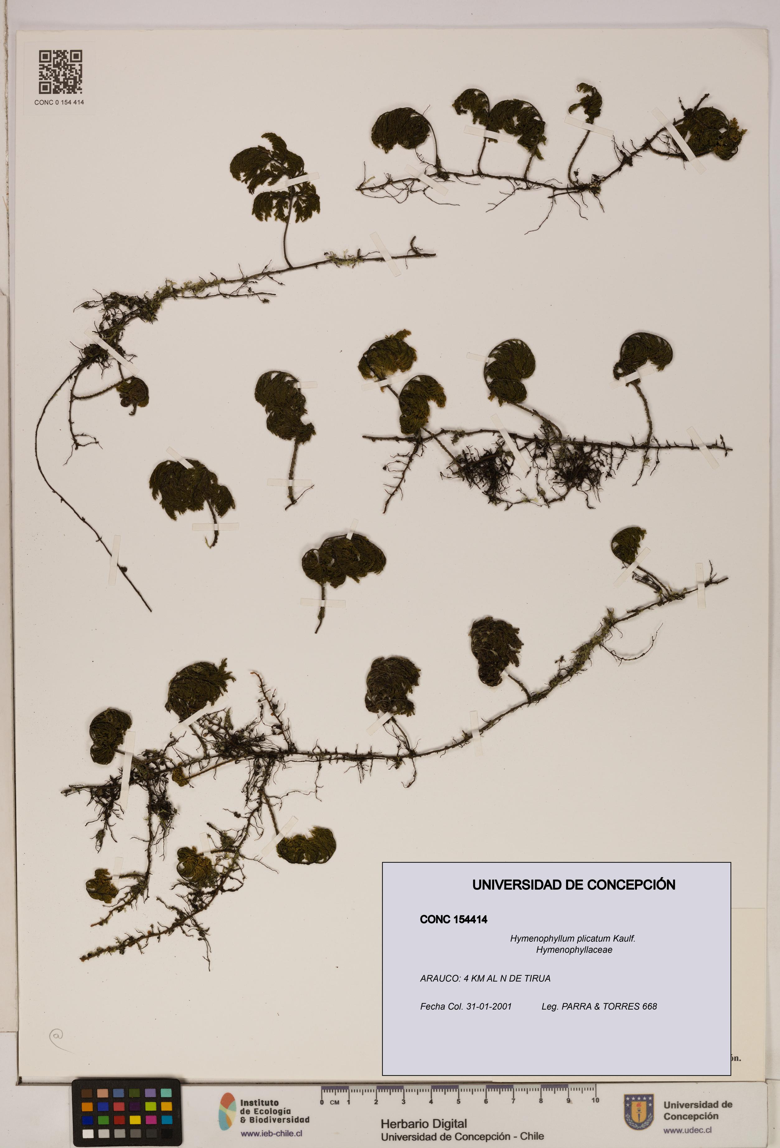 Hymenophyllum plicatum [Espécimen: ]
