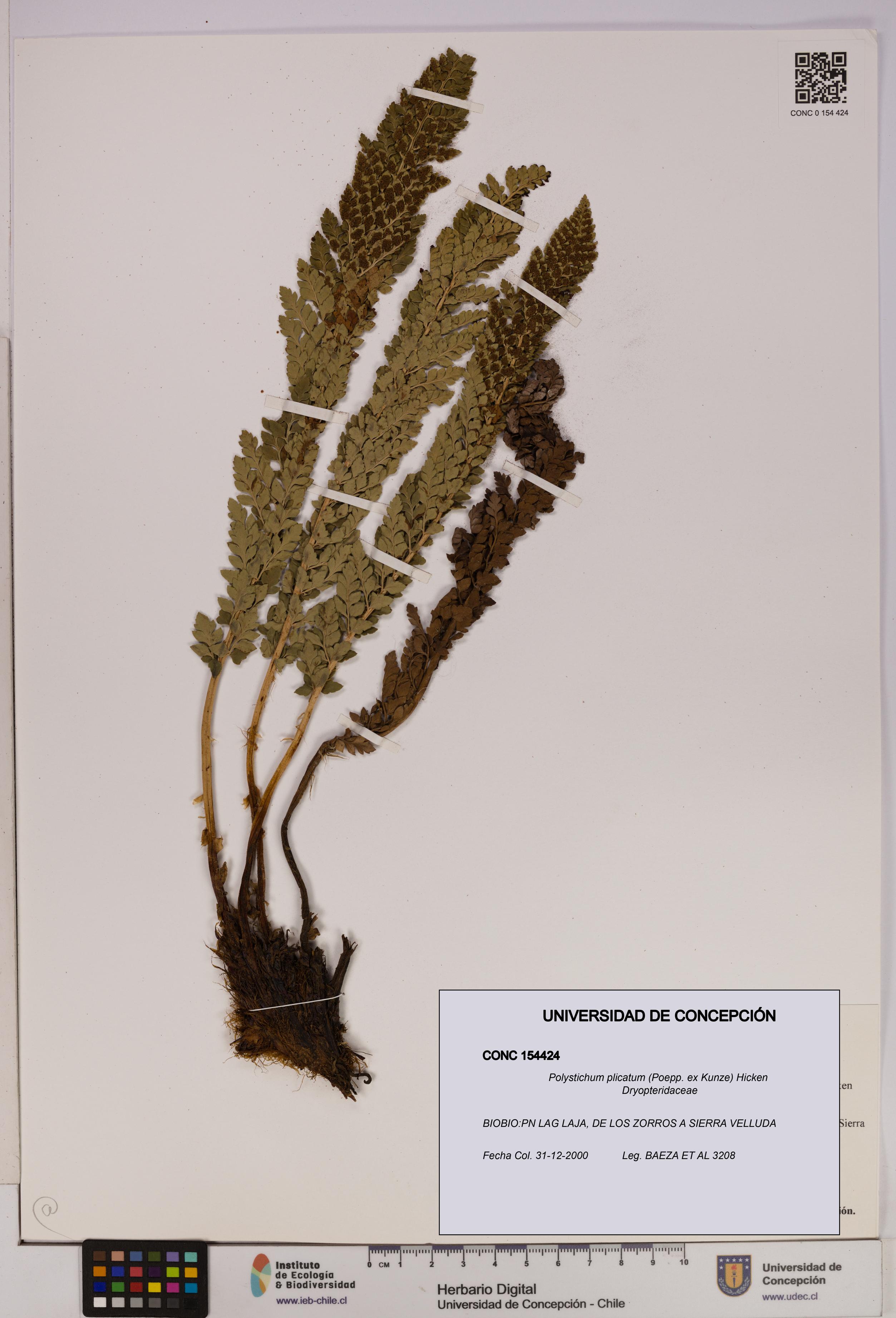Polystichum plicatum [Espécimen: UDEC:CONC:0154424]