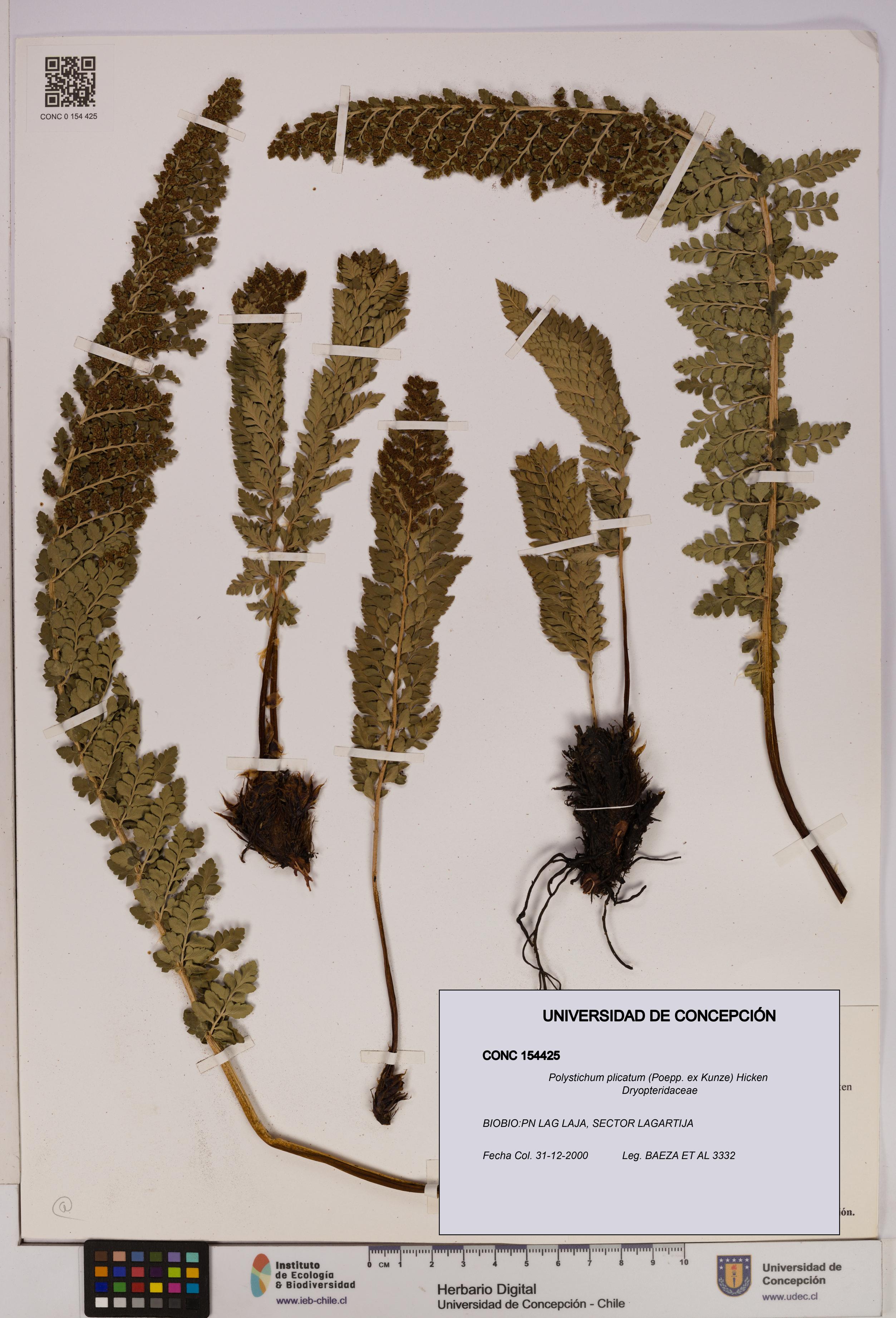 Polystichum plicatum [Espécimen: UDEC:CONC:0154425]