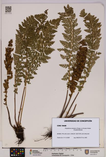 Polystichum plicatum [Espécimen: UDEC:CONC:0154426]