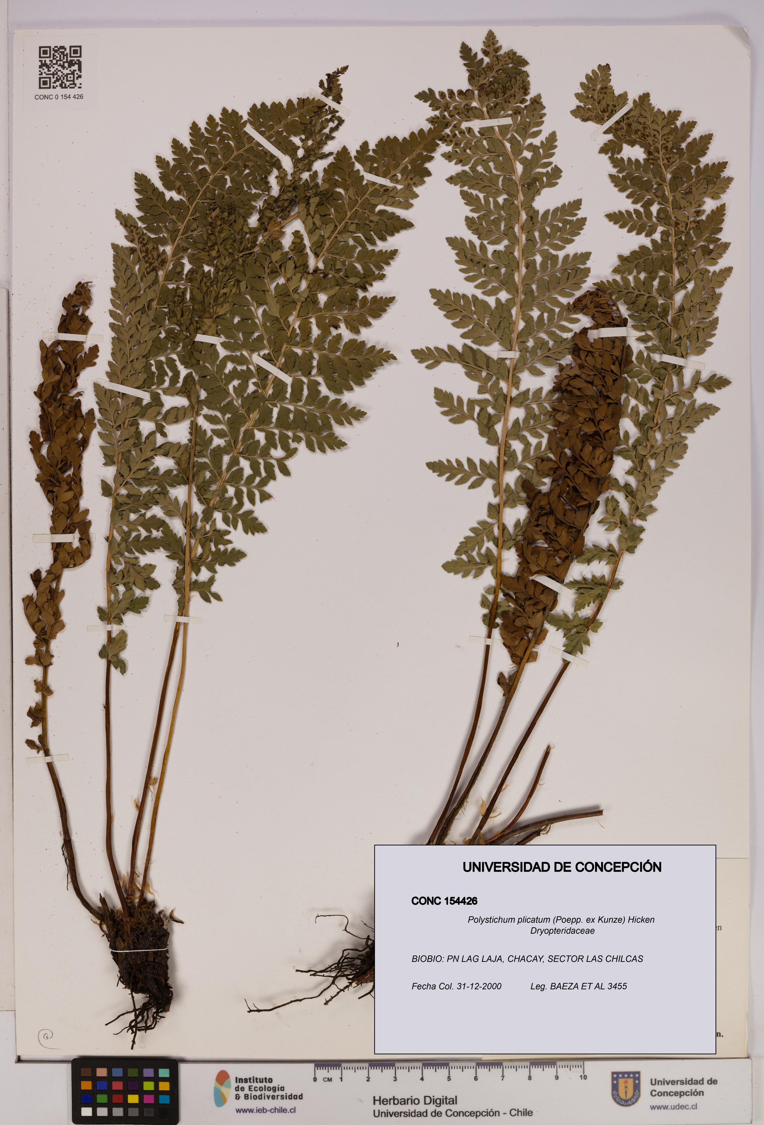 Polystichum plicatum [Espécimen: UDEC:CONC:0154426]