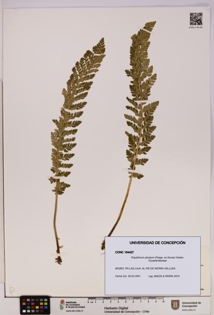 Polystichum plicatum [Espécimen: UDEC:CONC:0154427]