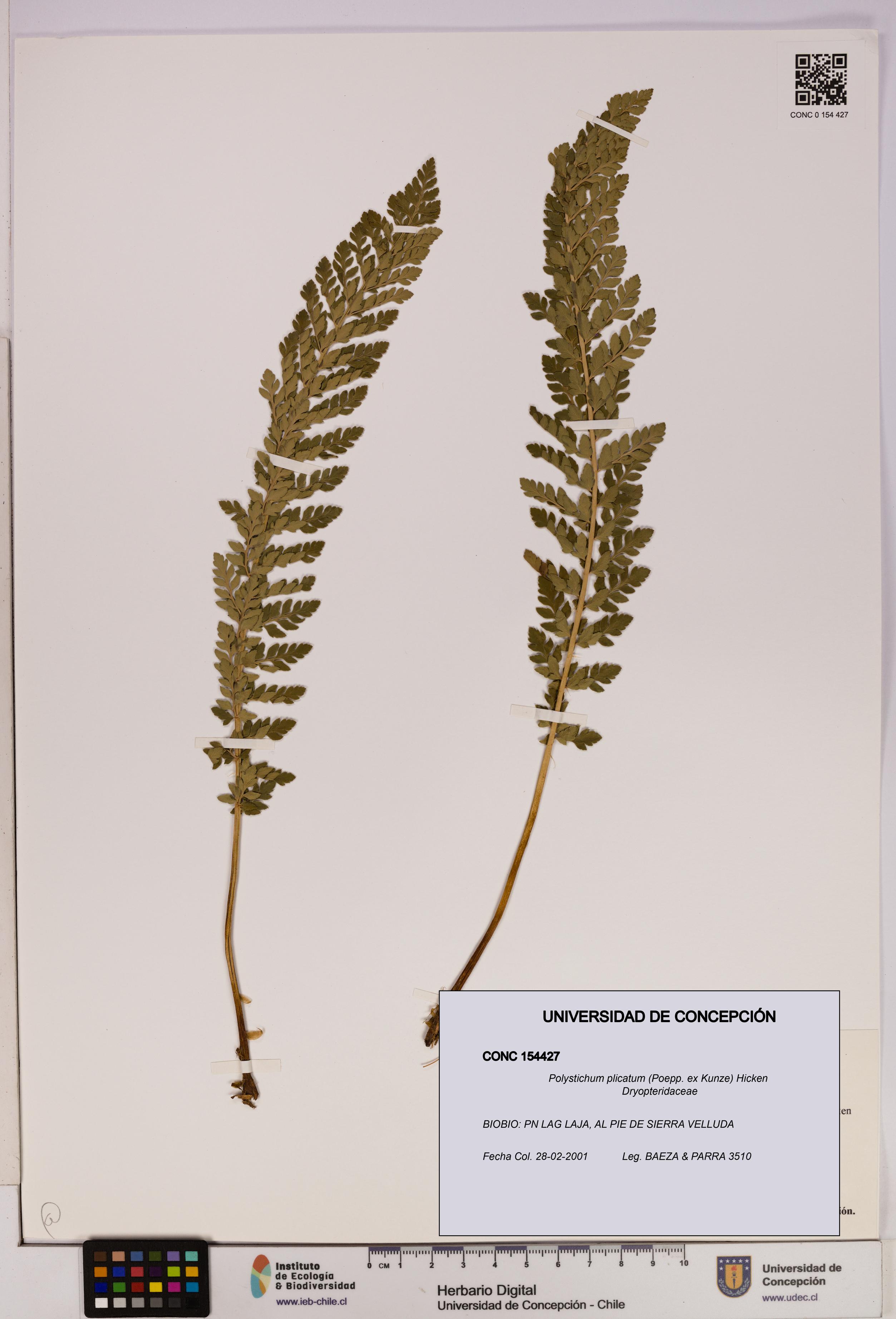 Polystichum plicatum [Espécimen: UDEC:CONC:0154427]