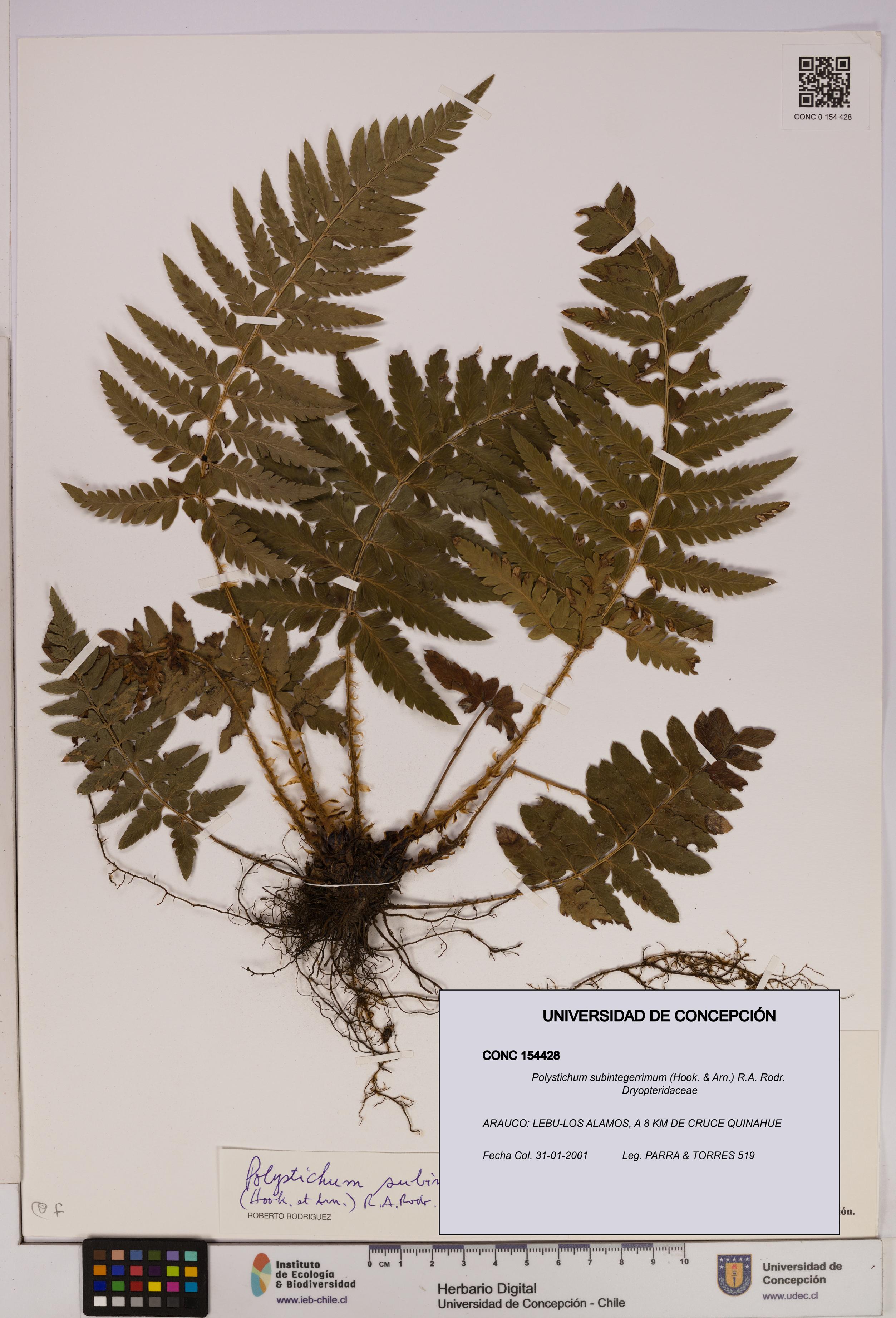 Polystichum subintegerrimum [Espécimen: UDEC:CONC:0154428]