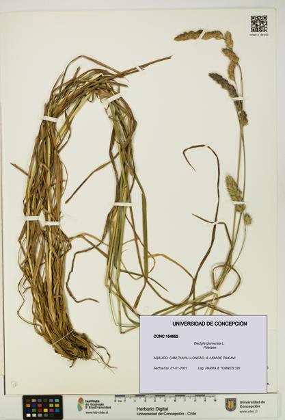 Dactylis glomerata [Espécimen: UDEC:CONC:0154652]