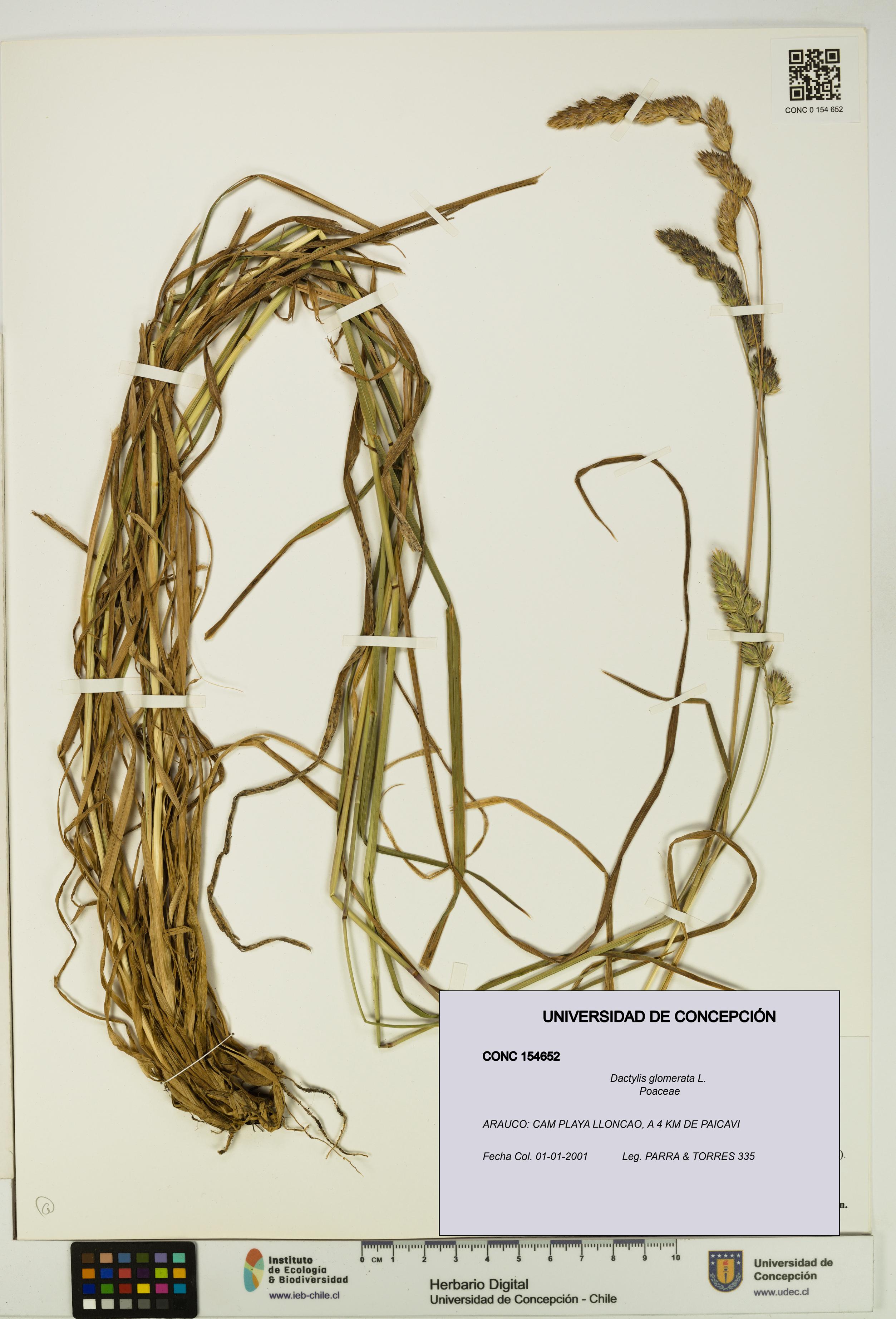Dactylis glomerata [Espécimen: UDEC:CONC:0154652]