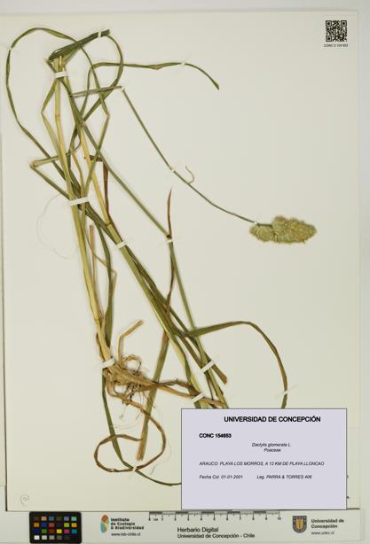 Dactylis glomerata [Espécimen: UDEC:CONC:0154653]