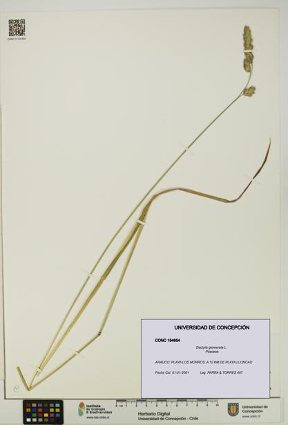 Dactylis glomerata [Espécimen: UDEC:CONC:0154654]
