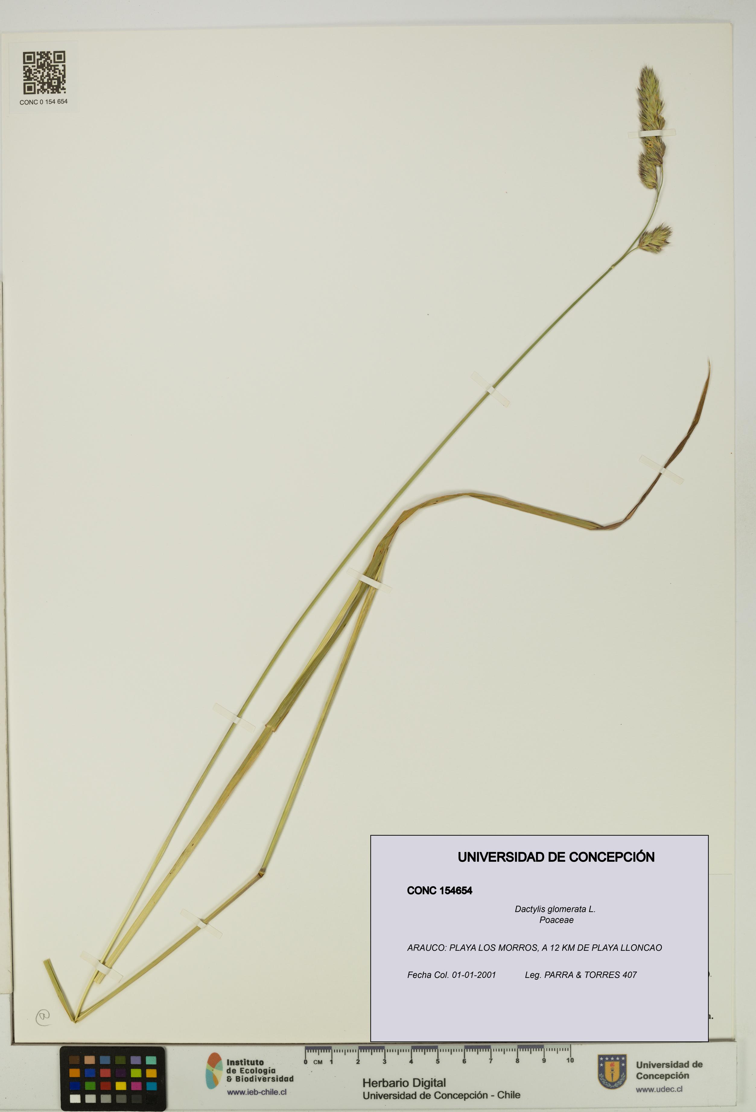 Dactylis glomerata [Espécimen: UDEC:CONC:0154654]