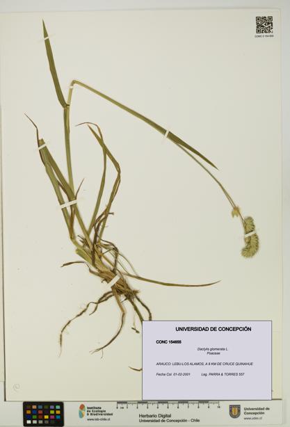 Dactylis glomerata [Espécimen: UDEC:CONC:0154655]