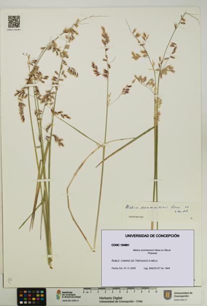 Melica commersonii [Espécimen: UDEC:CONC:0154661]