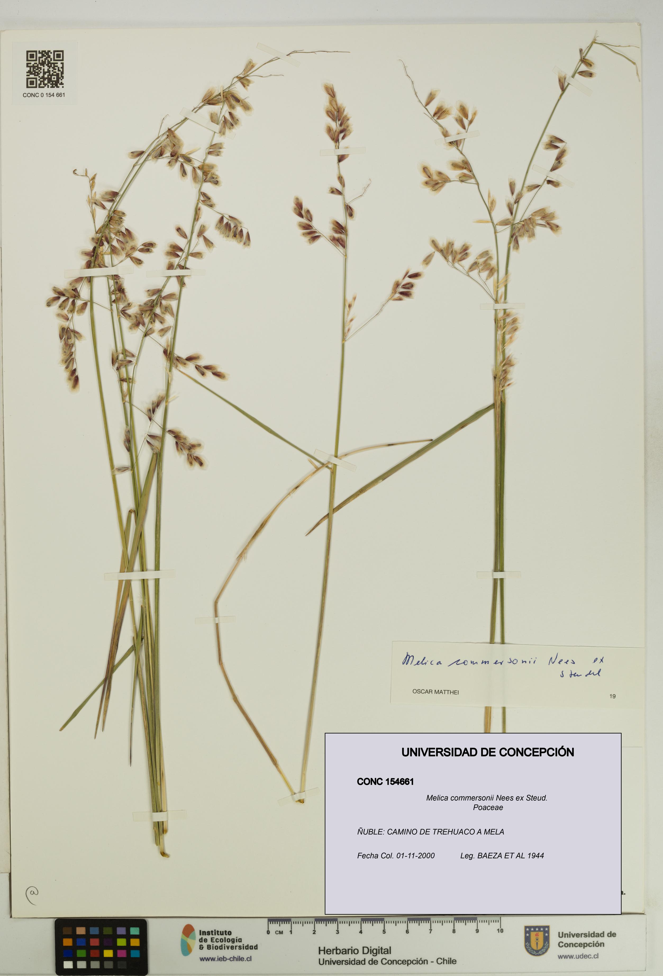 Melica commersonii [Espécimen: UDEC:CONC:0154661]