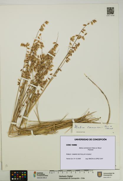 Melica commersonii [Espécimen: UDEC:CONC:0154662]