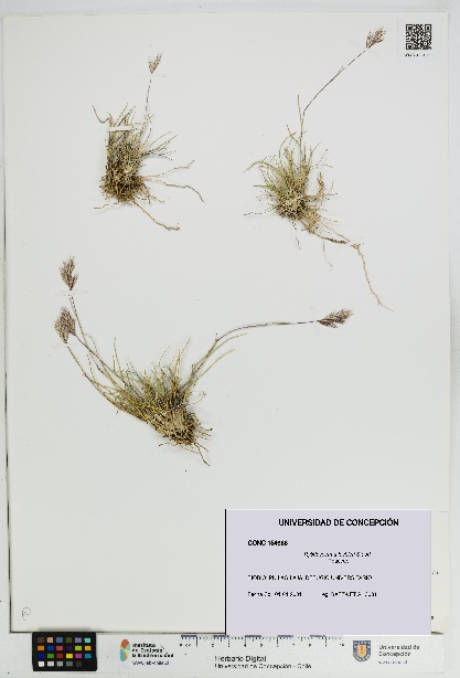 Rytidosperma lechleri [Espécimen: UDEC:CONC:0154666]