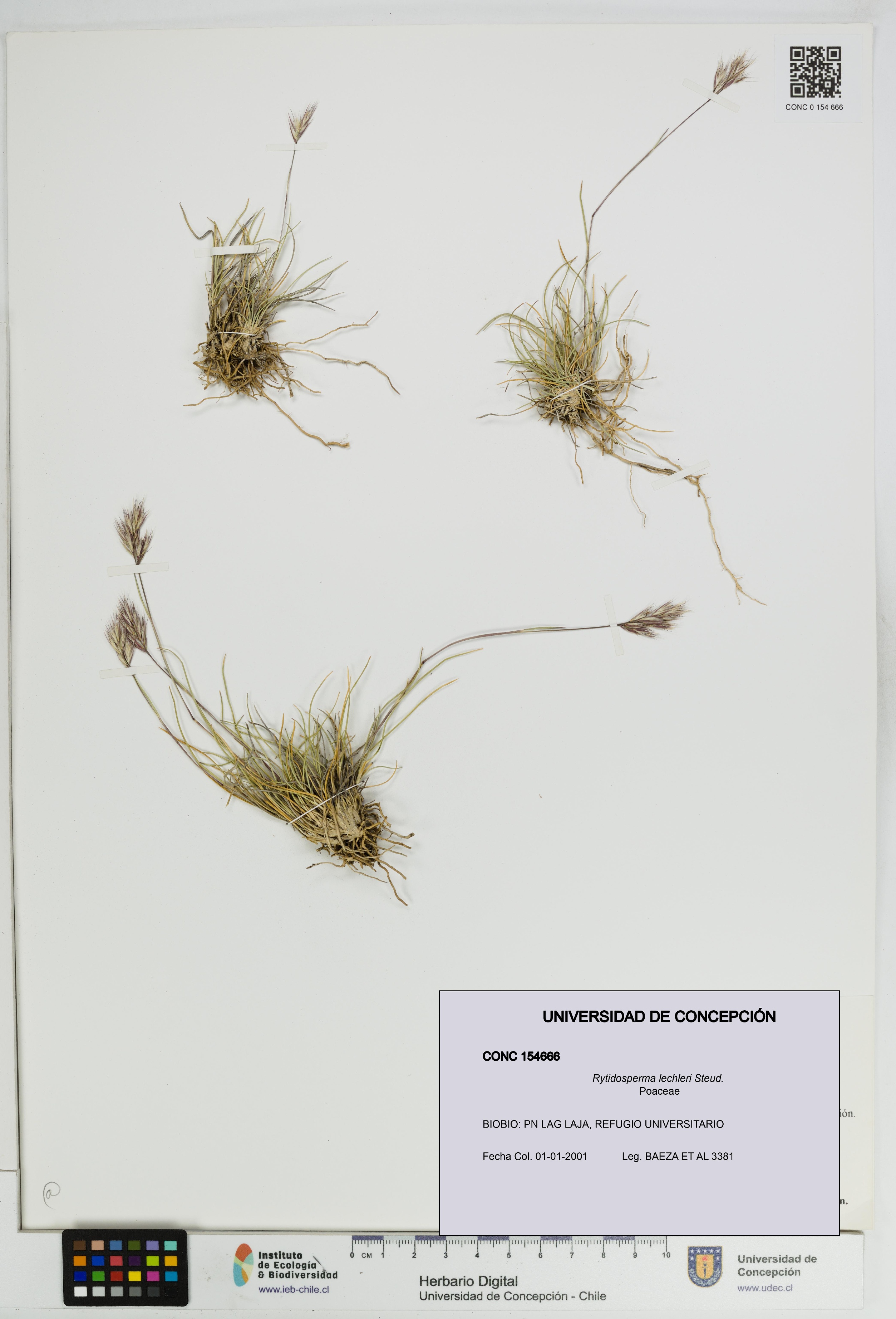 Rytidosperma lechleri [Espécimen: UDEC:CONC:0154666]