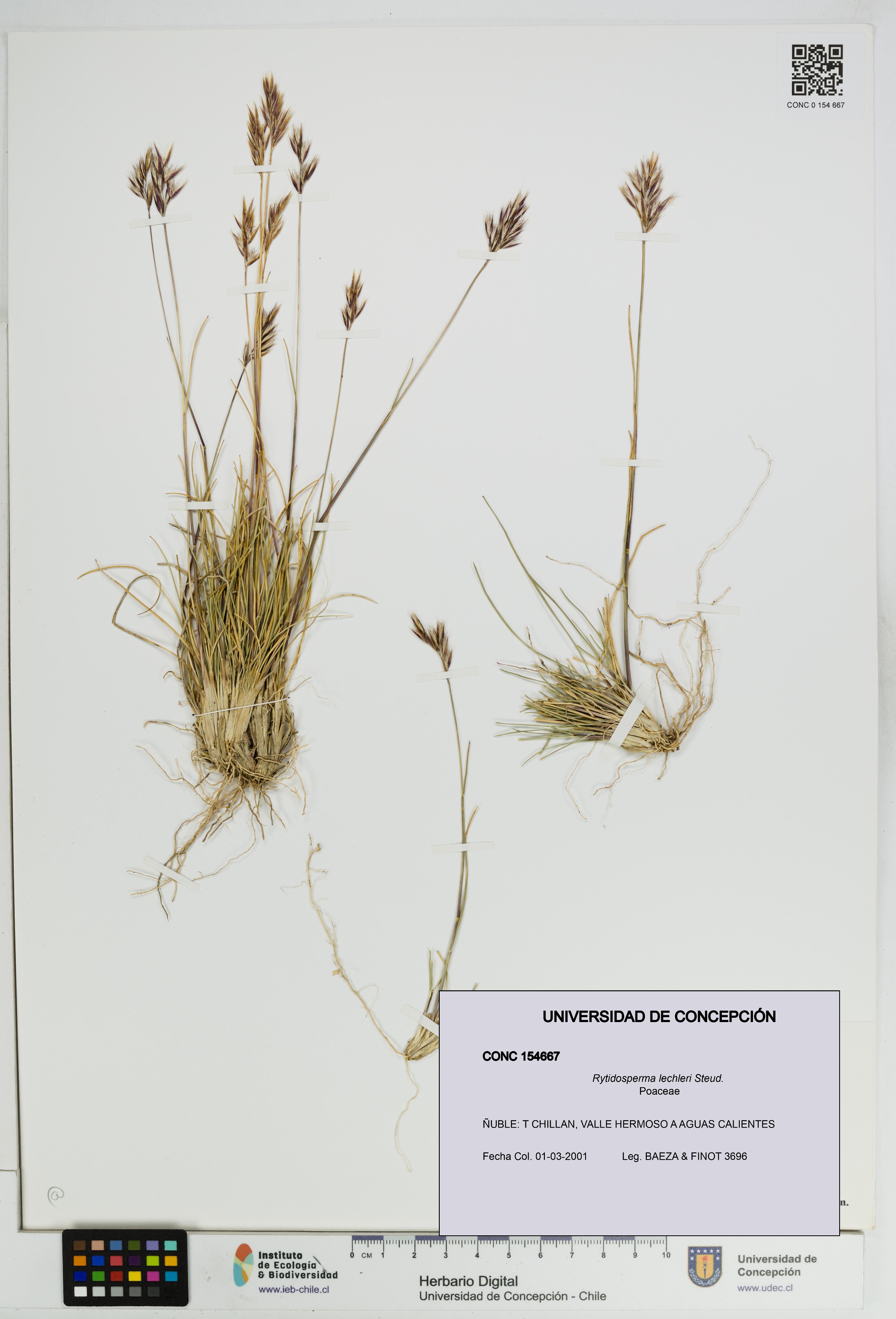 Rytidosperma lechleri [Espécimen: UDEC:CONC:0154667]