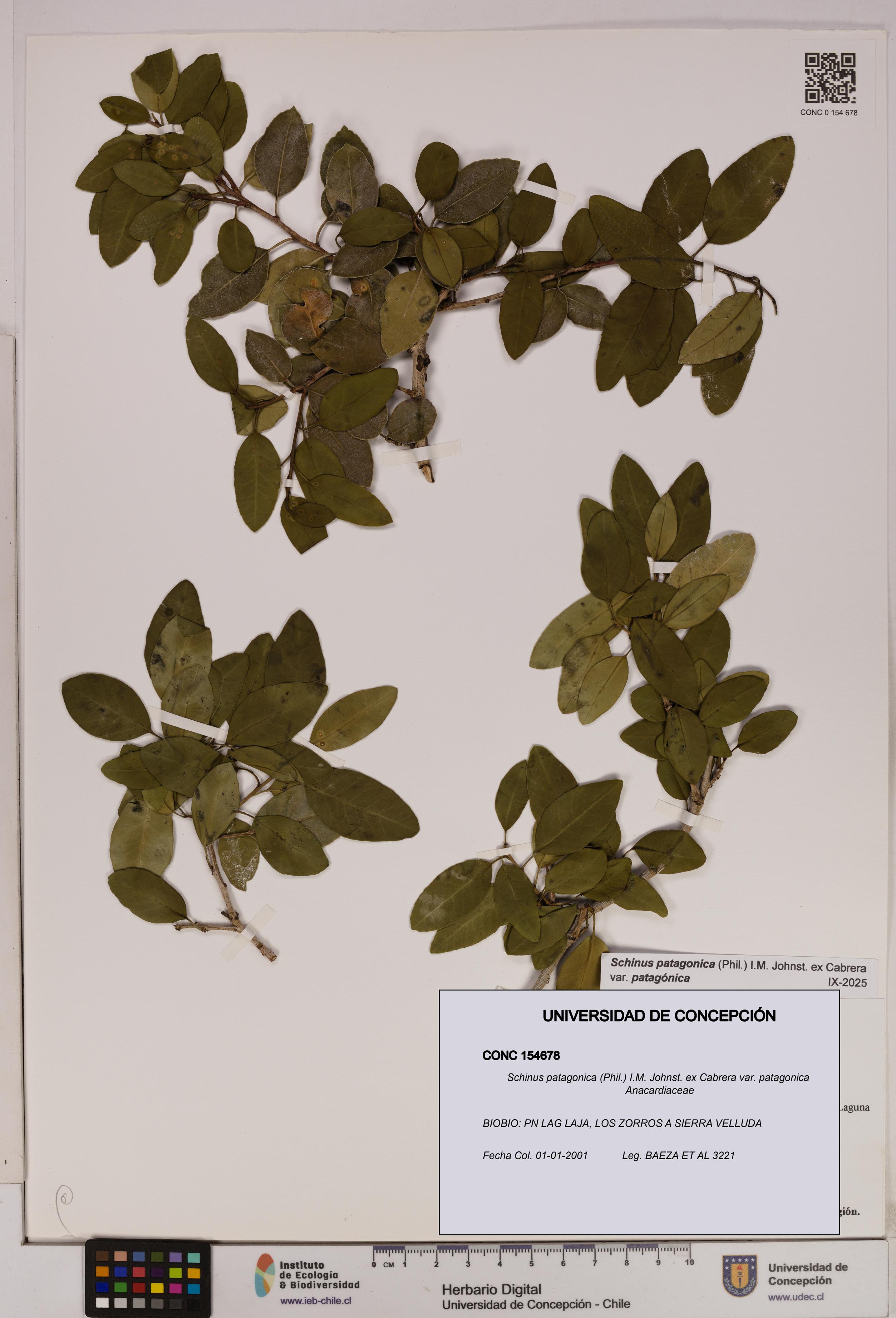 Schinus patagonica [Espécimen: UDEC:CONC:0154678]