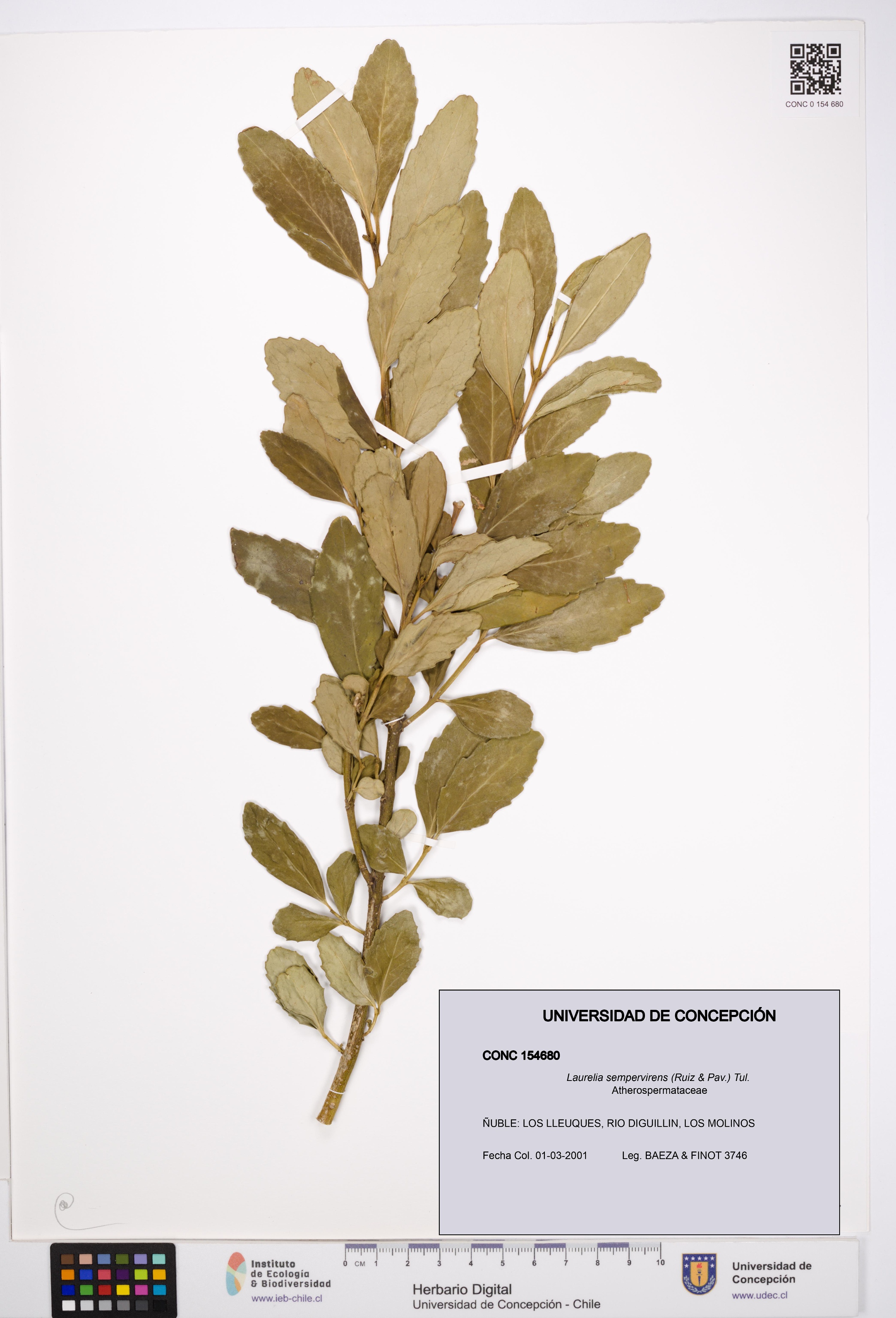 Laurelia sempervirens [Espécimen: UDEC:CONC:0154680]