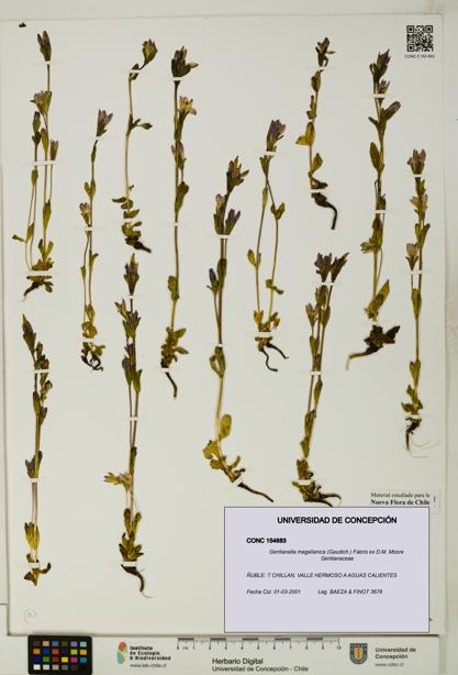 Gentianella magellanica [Espécimen: UDEC:CONC:0154683]