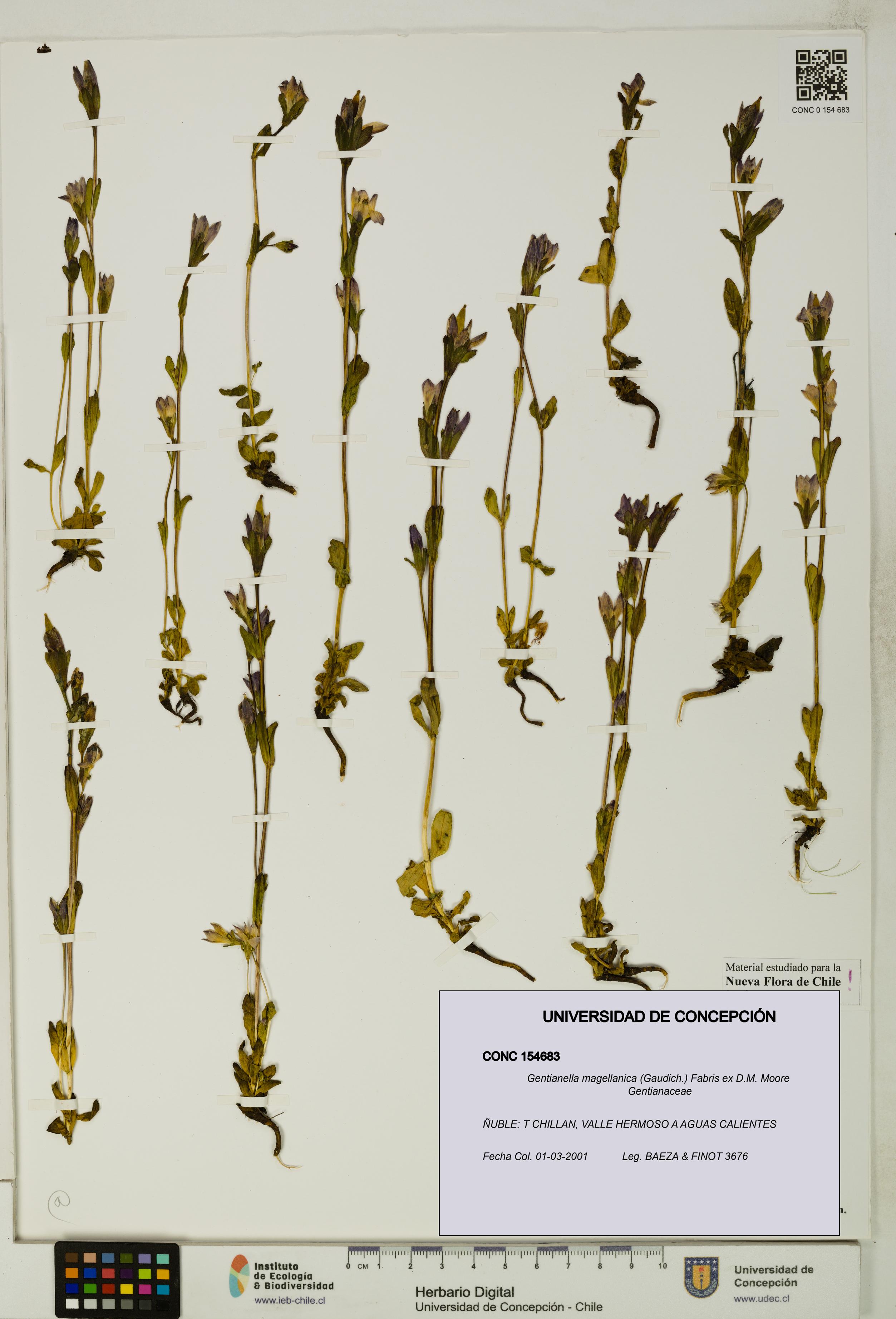 Gentianella magellanica [Espécimen: UDEC:CONC:0154683]