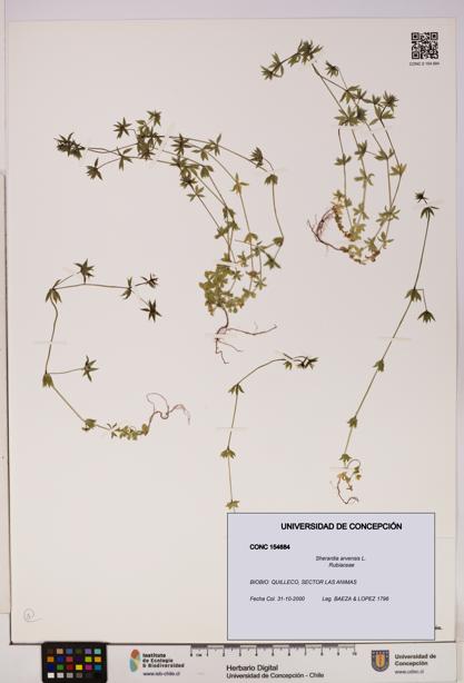 Sherardia arvensis [Espécimen: UDEC:CONC:0154684]