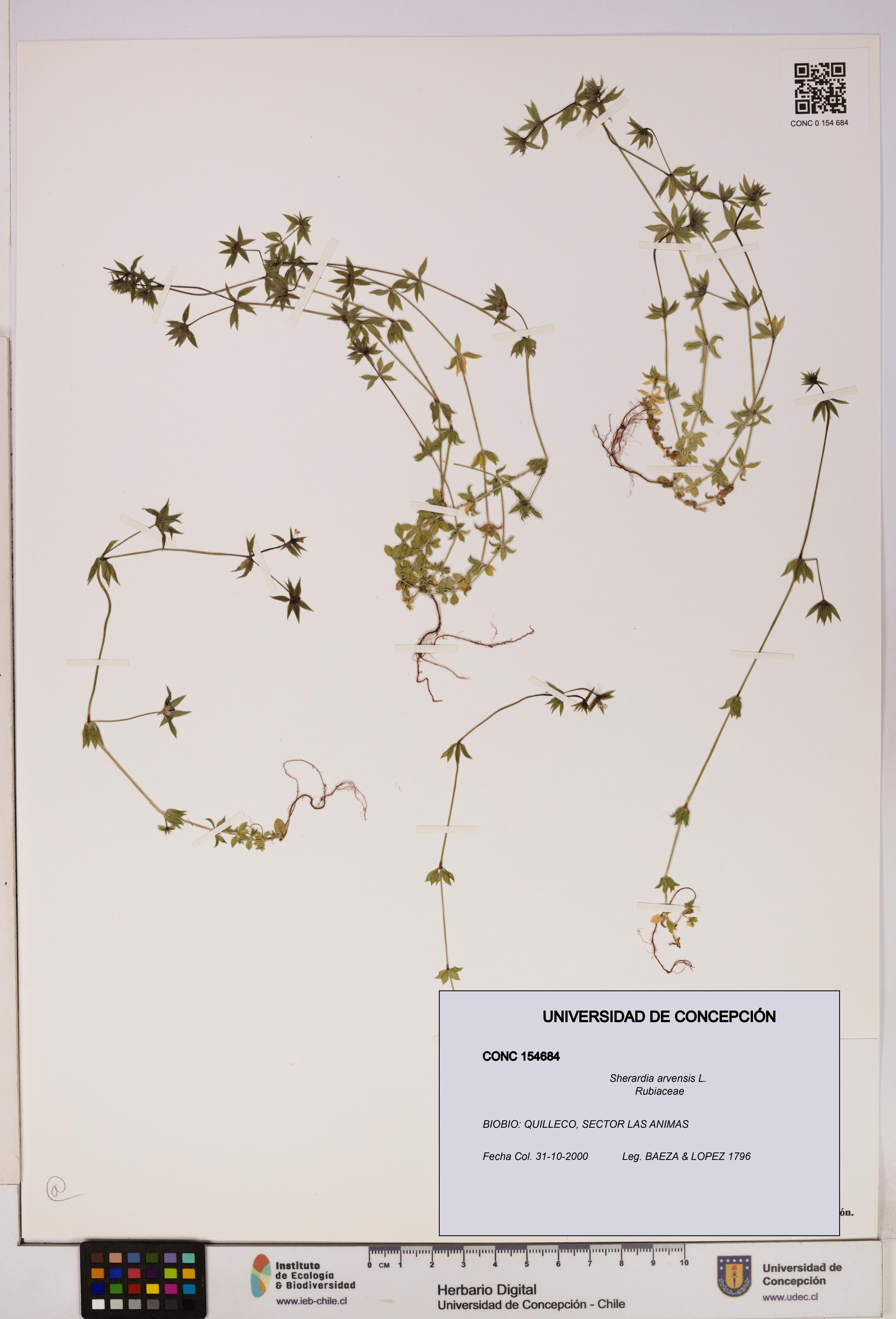 Sherardia arvensis [Espécimen: UDEC:CONC:0154684]