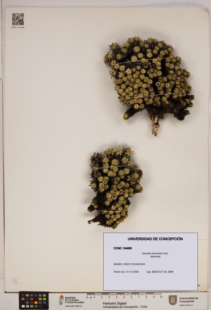 Azorella monantha [Espécimen: ]