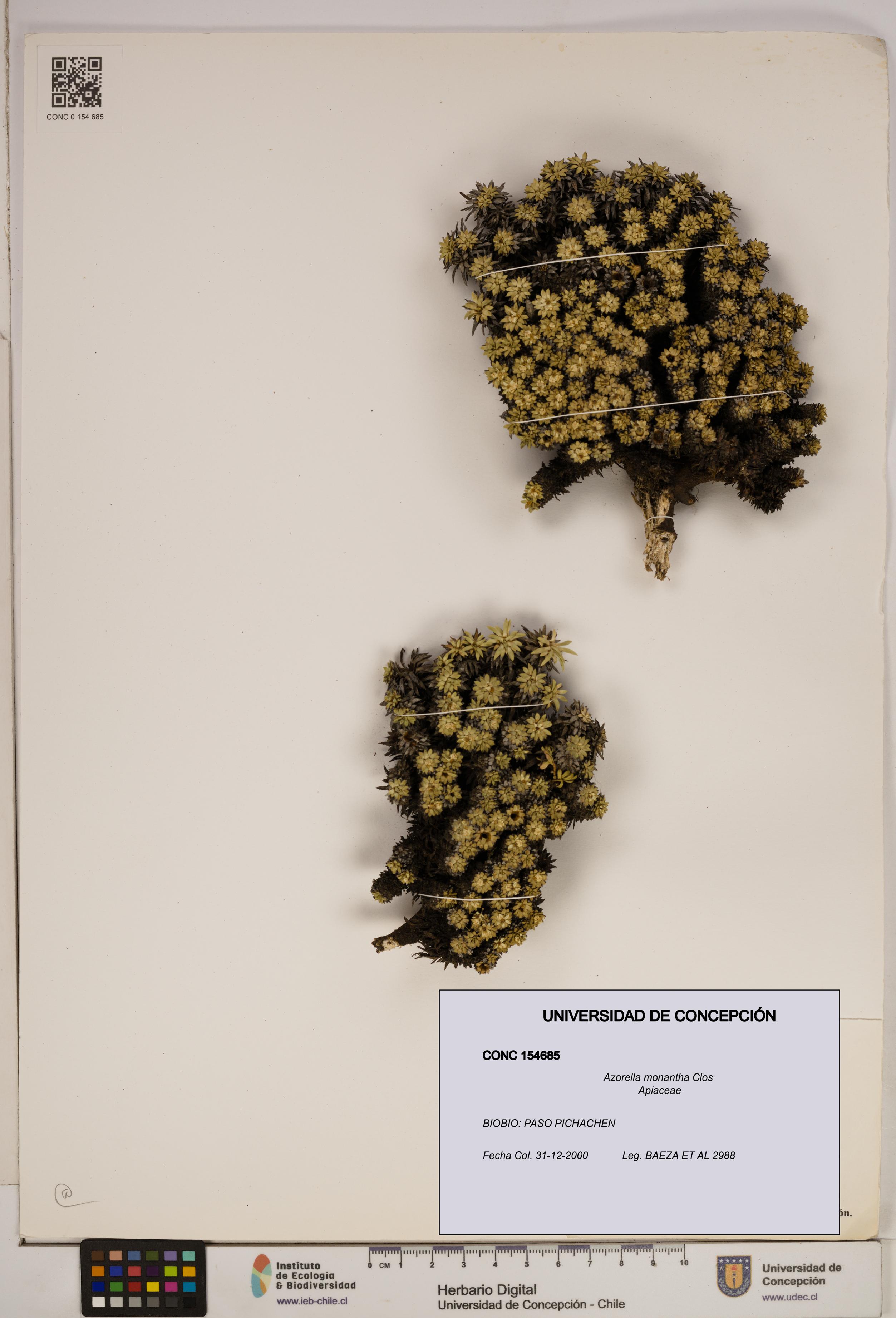 Azorella monantha [Espécimen: ]