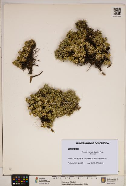 Azorella trifurcata [Espécimen: ]