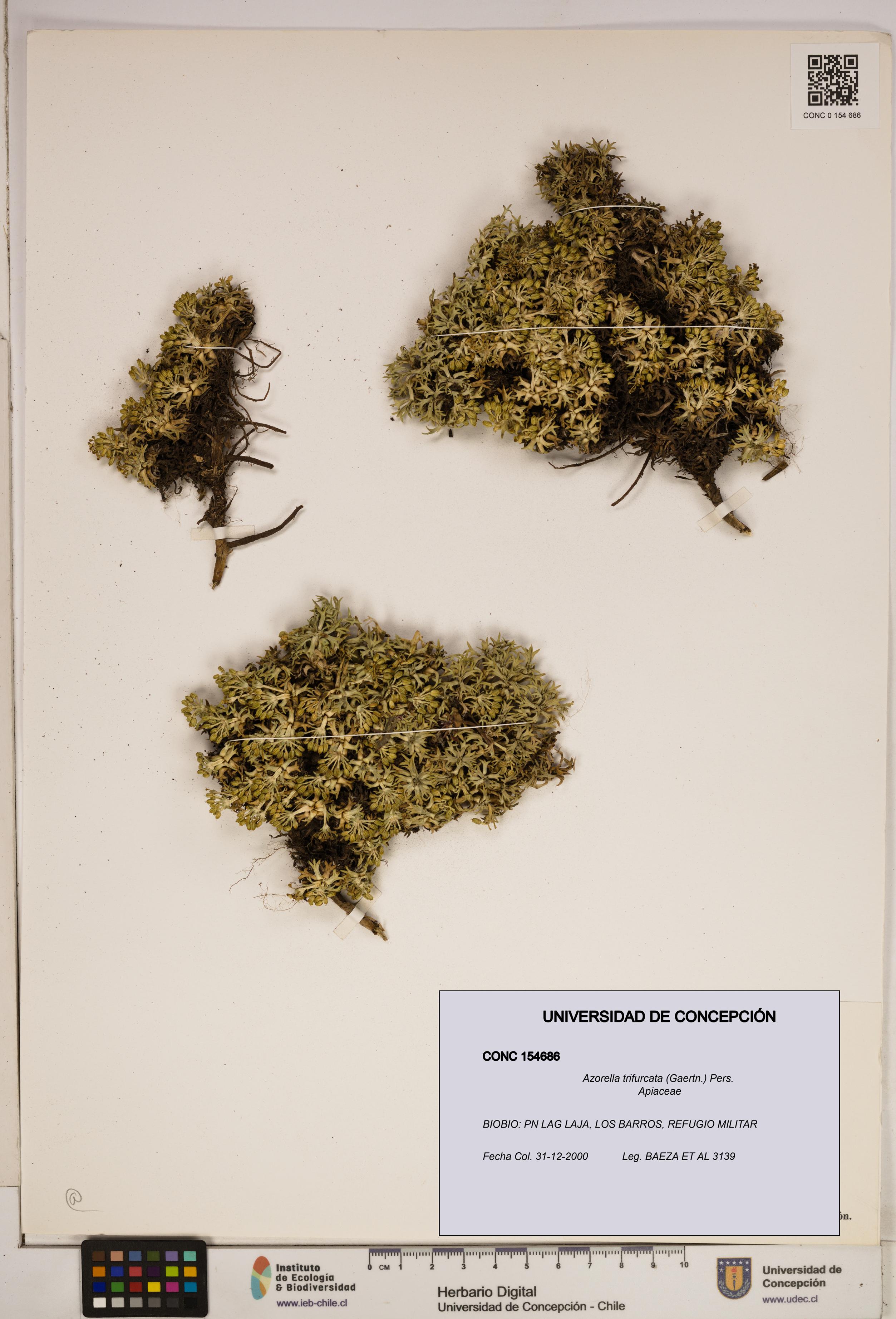Azorella trifurcata [Espécimen: ]