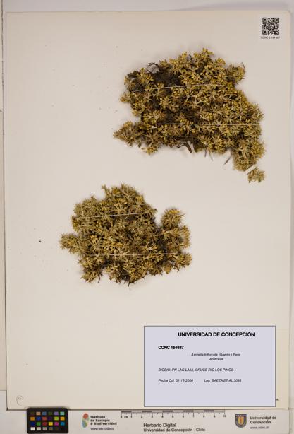 Azorella trifurcata [Espécimen: ]