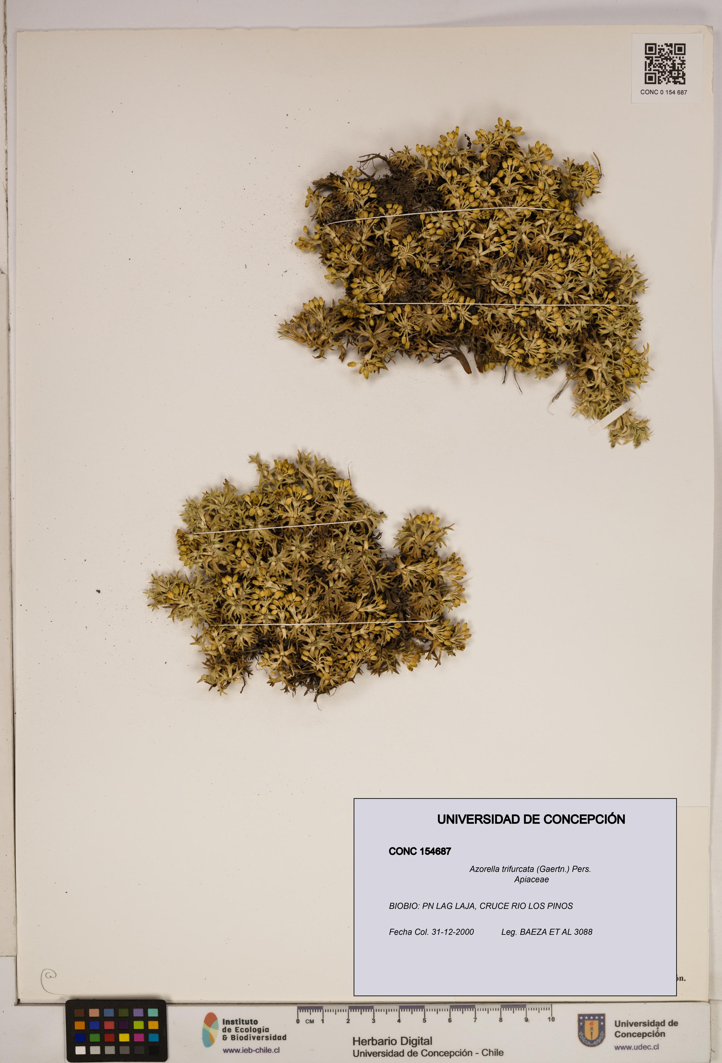 Azorella trifurcata [Espécimen: ]