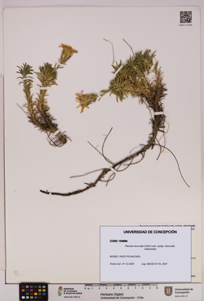 Perezia recurvata subsp. recurvata [Espécimen: UDEC:CONC:0154694]